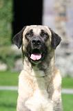 KANGAL 187